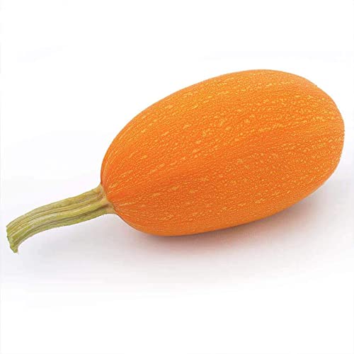 Park Seed Orangetti Squash Seeds