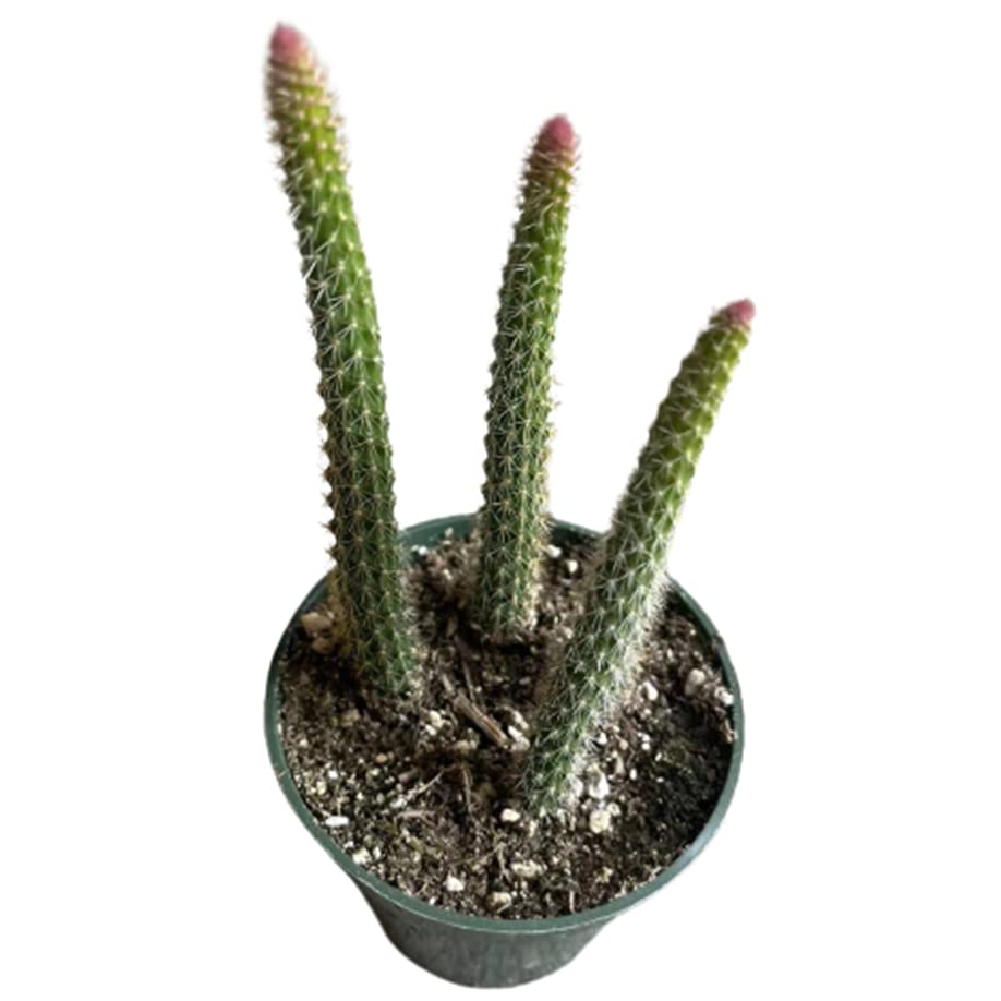 USKC Rat Tail Cactus (4")