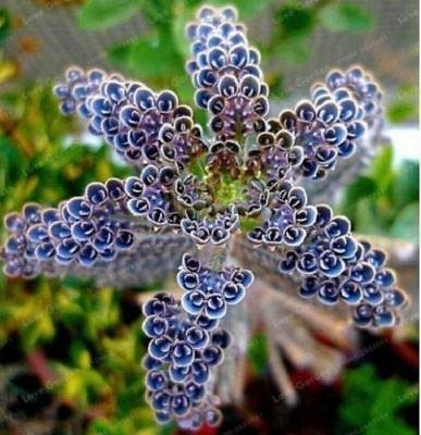 Dark Blue Kalanchoe Seeds (25)