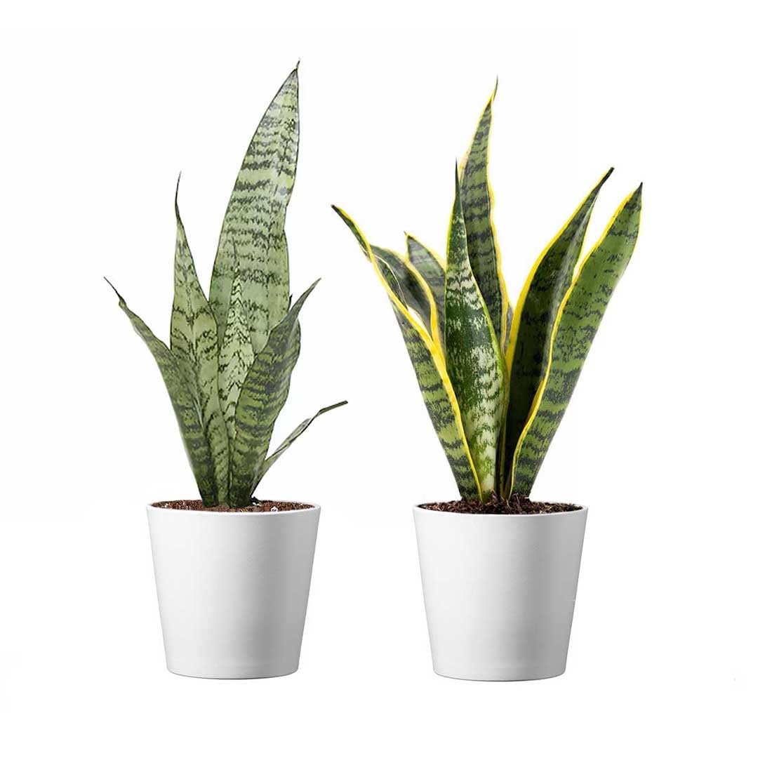 American Plant Exchange Two-Pack with Deco Covers