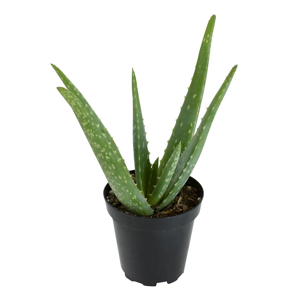 Plants for Pets Aloe Vera