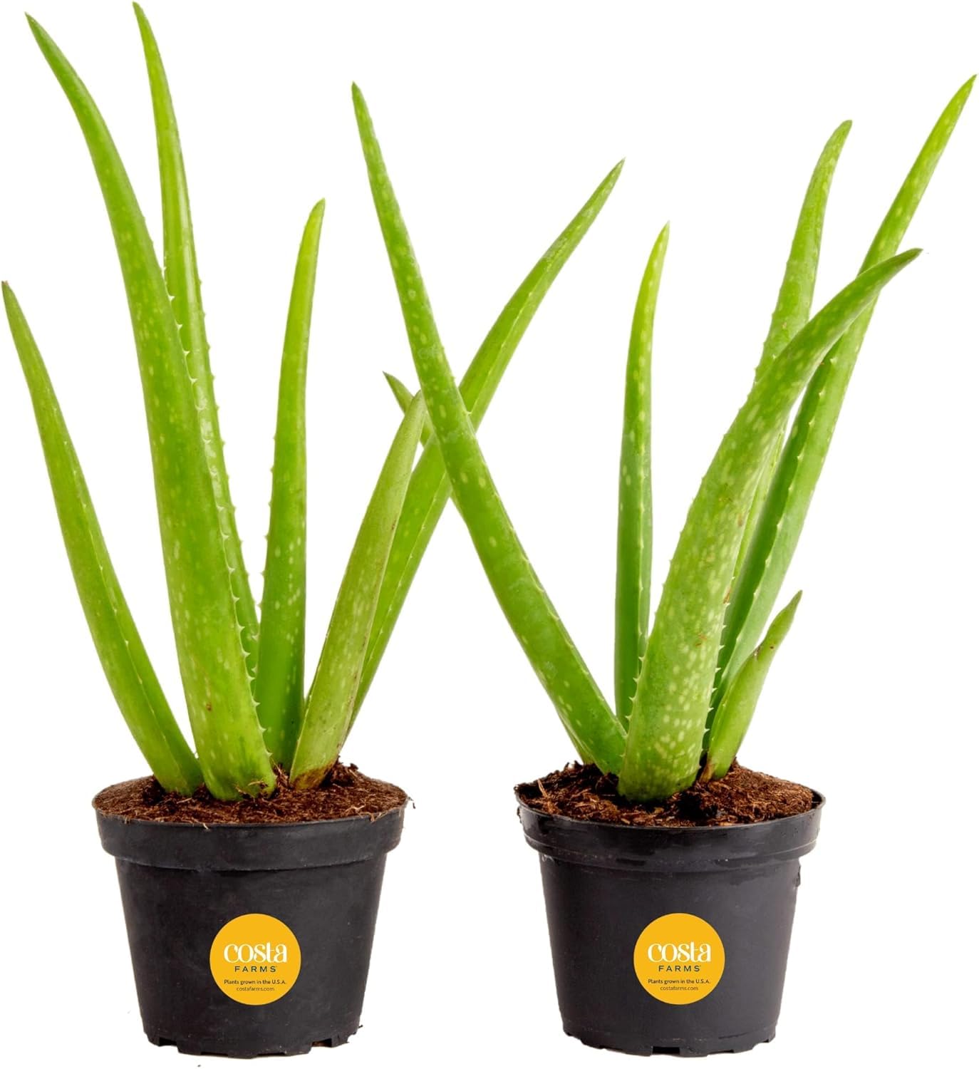 Costa Farms Aloe Vera (2-pack)