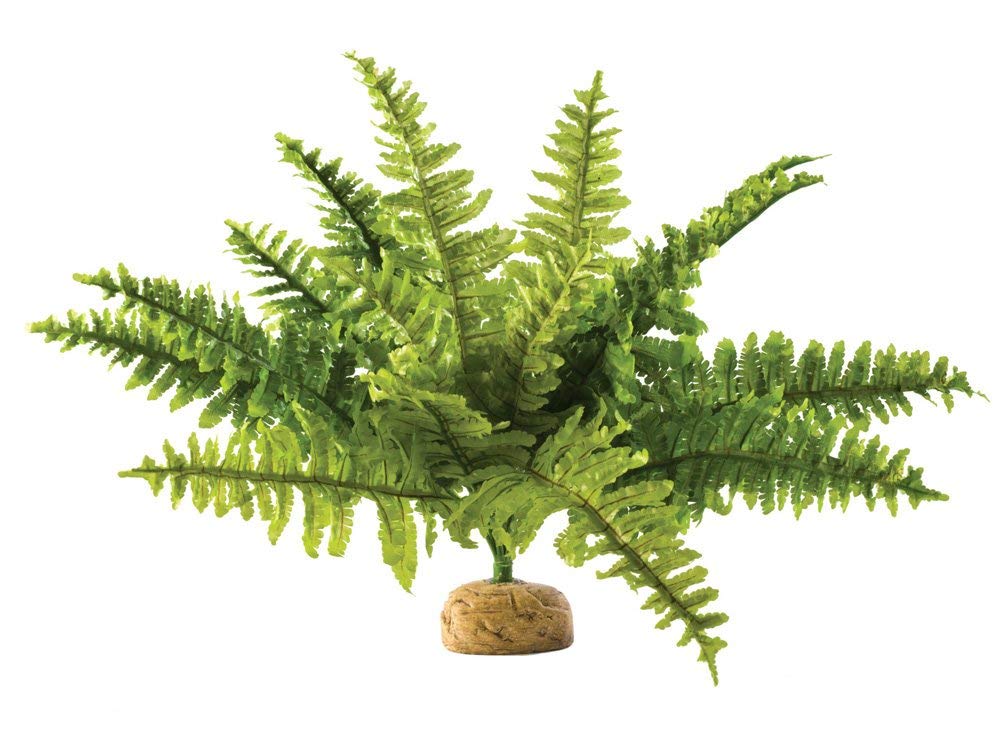 Exo Terra Boston Fern Terrarium Plant