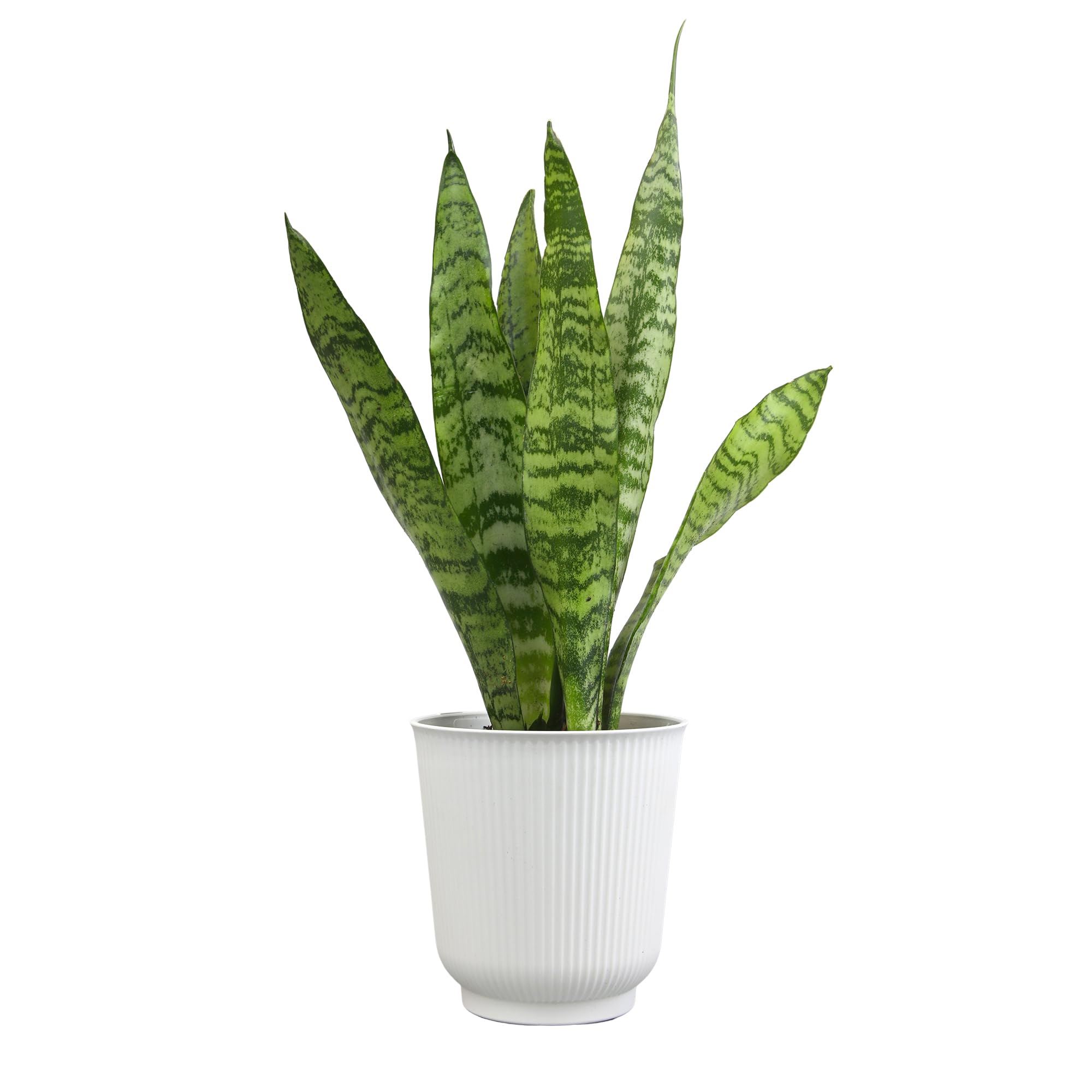Variegated Snake Plant with White Planter