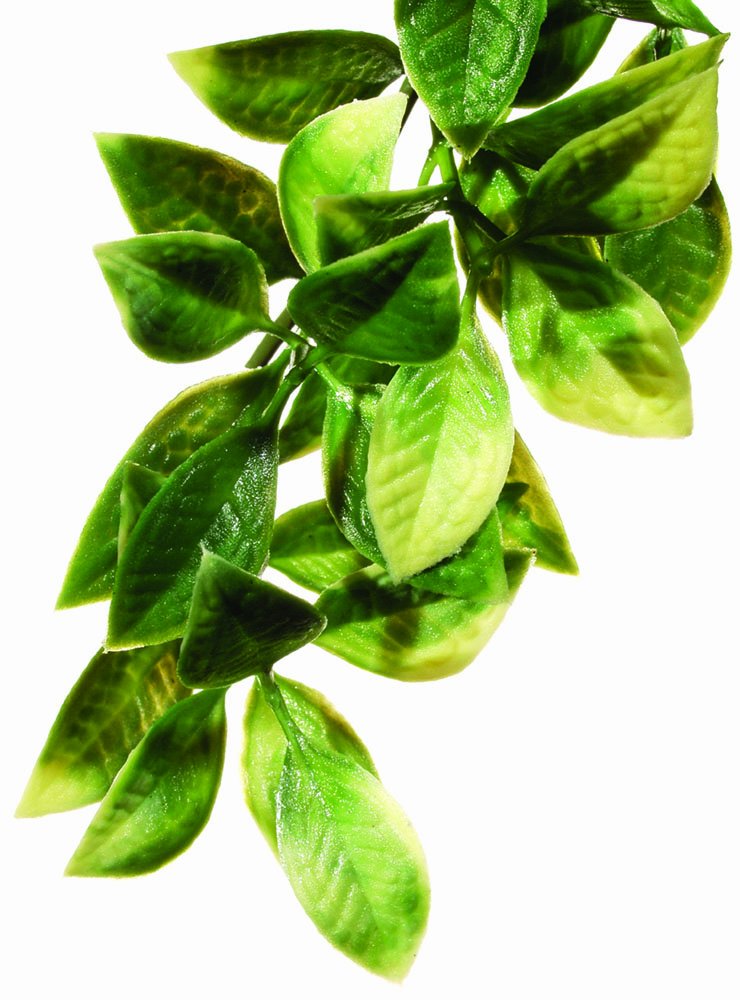 Exo Terra Mandarin Terrarium Plant