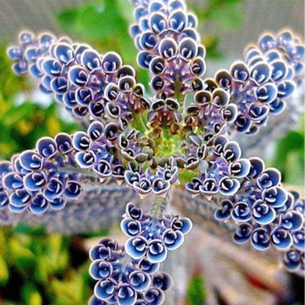 Rare Dark Blue Kalanchoe Seeds (25)