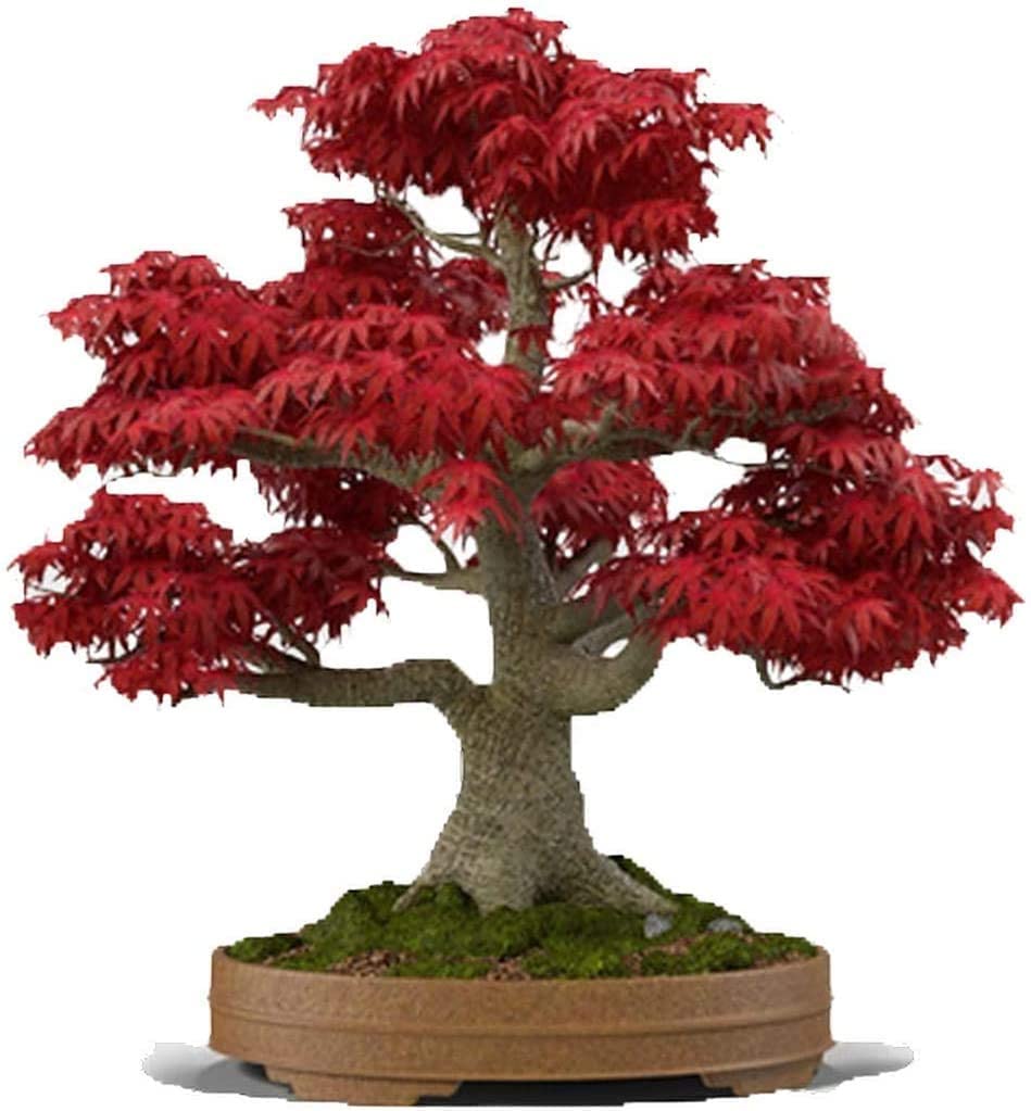 Japanese Red Maple Bonsai Seeds (30+)