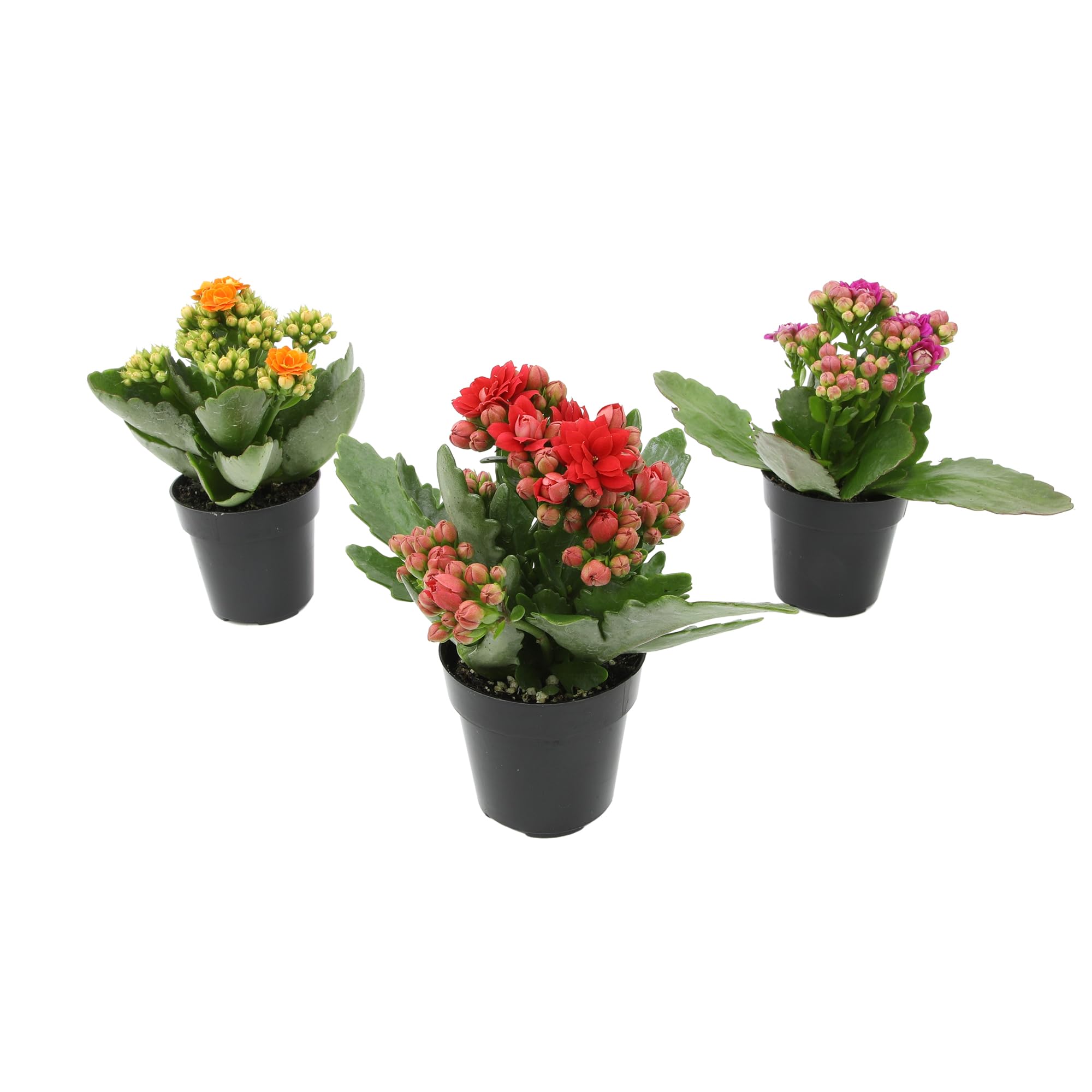 Kalanchoe Flower Plants 3-Pack