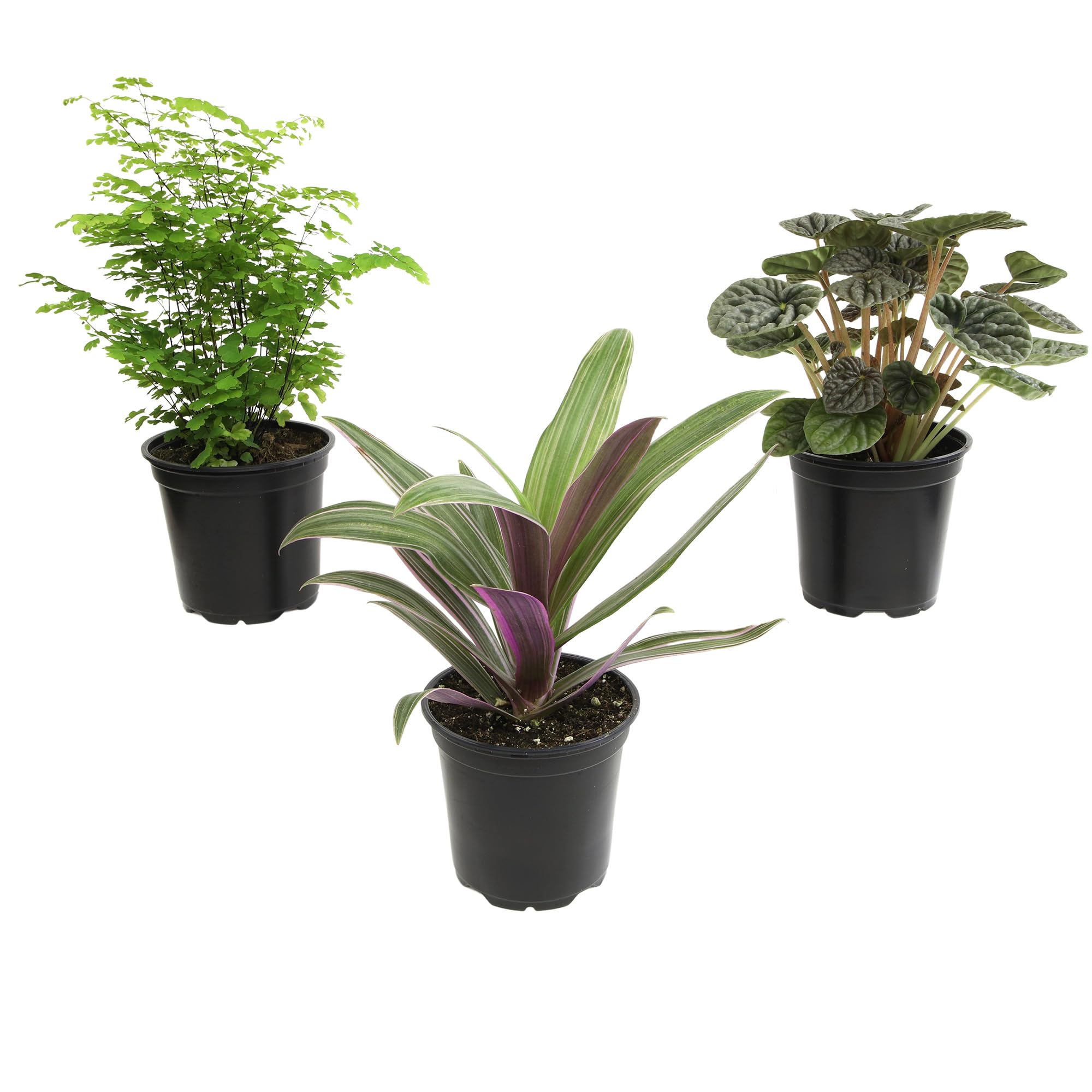 Plants for Pets Essential 3-Pack