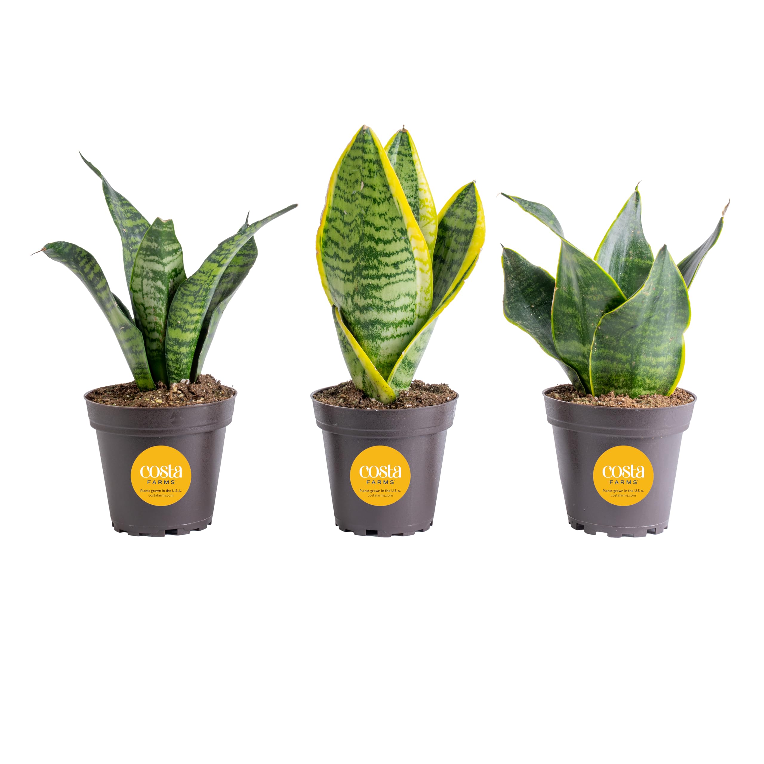 Costa Farms Snake Plant 3-Pack