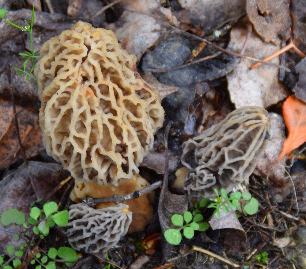 MOREL HABITAT Kit