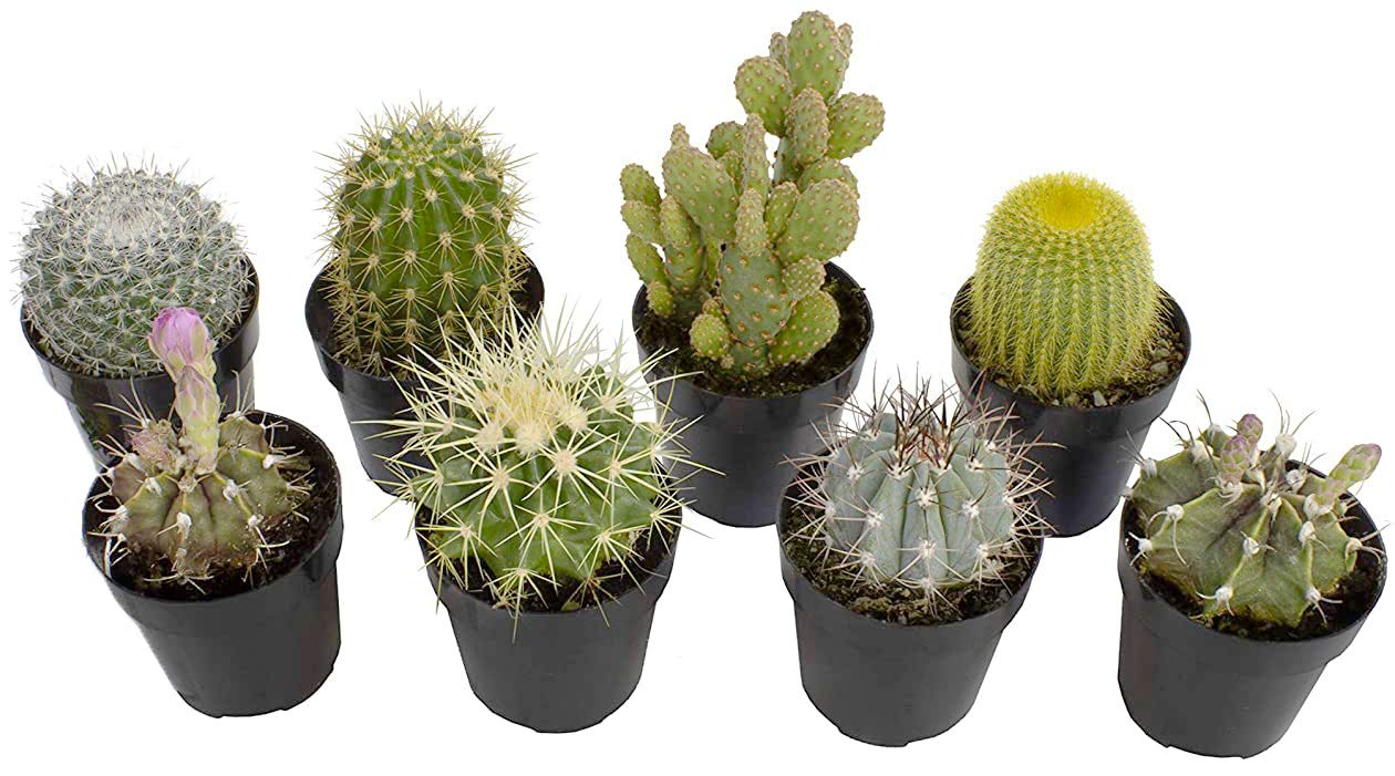 Altman Plants Assorted Cactus 8-Pack