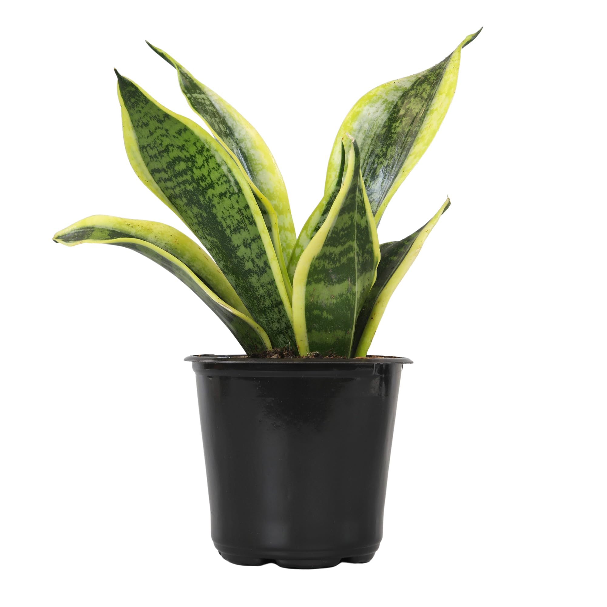 Sansevieria Superba (Plants for Pets)