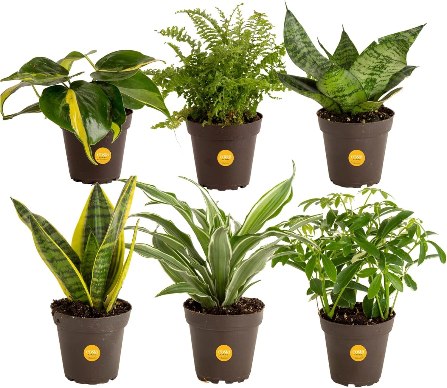Costa Farms 6-Pack Assorted Indoor Plants