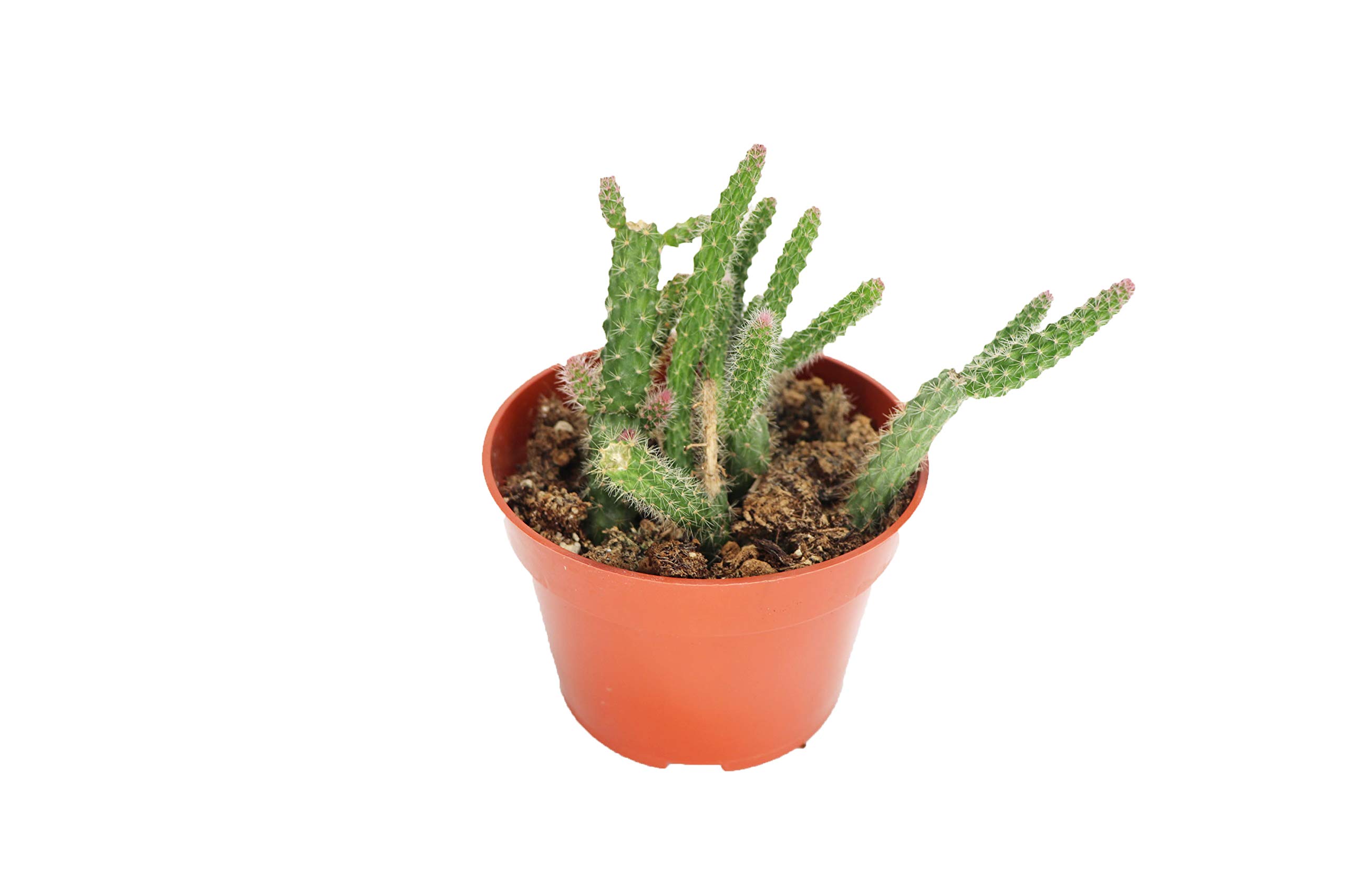 California Tropicals Rat Tail Cactus (4")