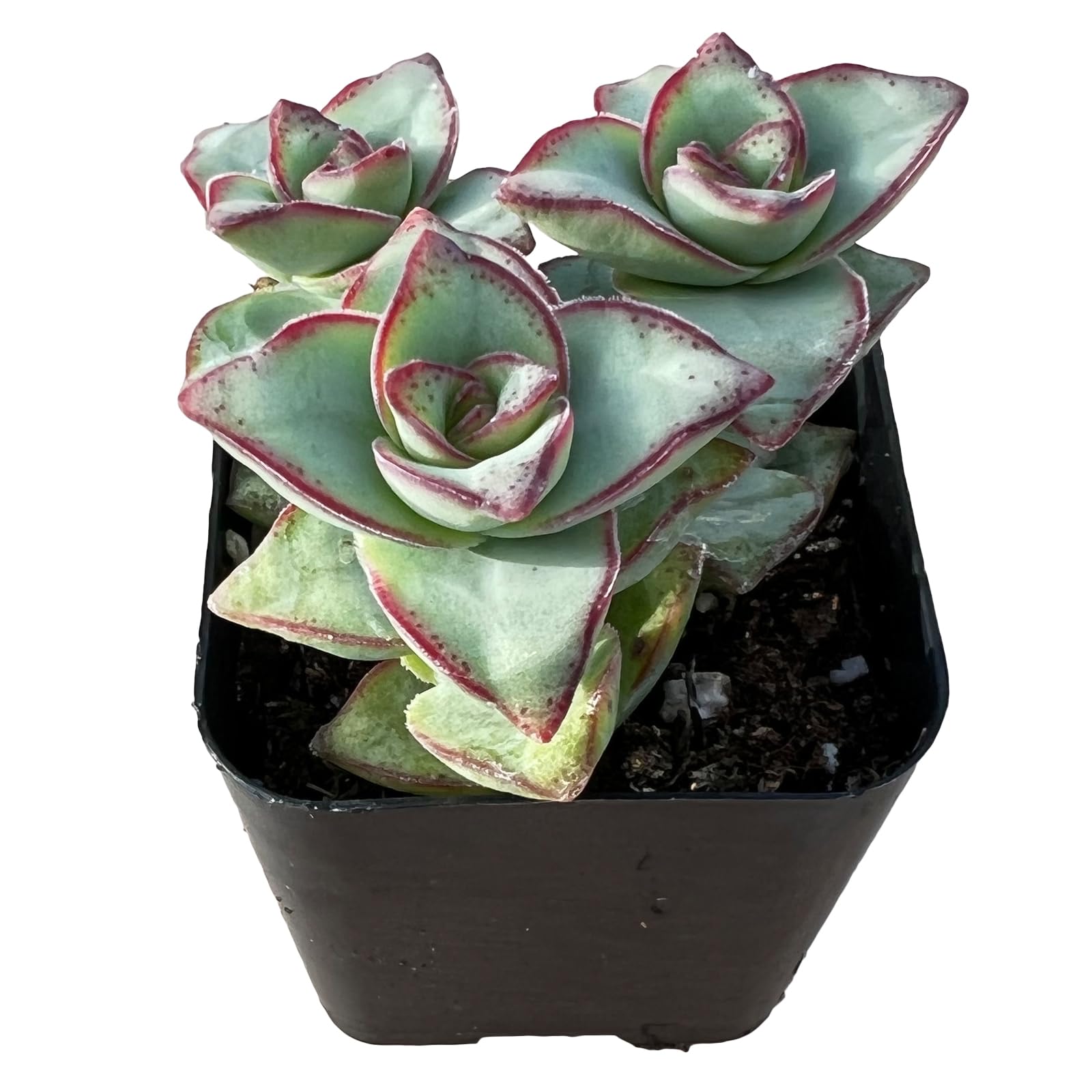 Sprout N Green Crassula Perforata Starter Plant