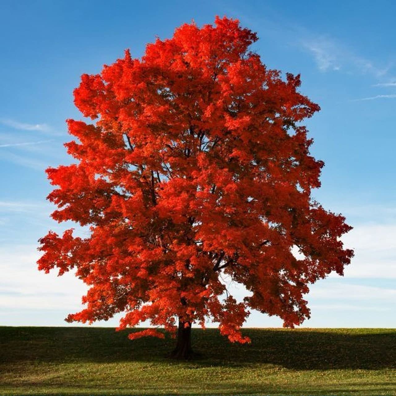 Red Maple (Acer rubrum) 50+ Seeds