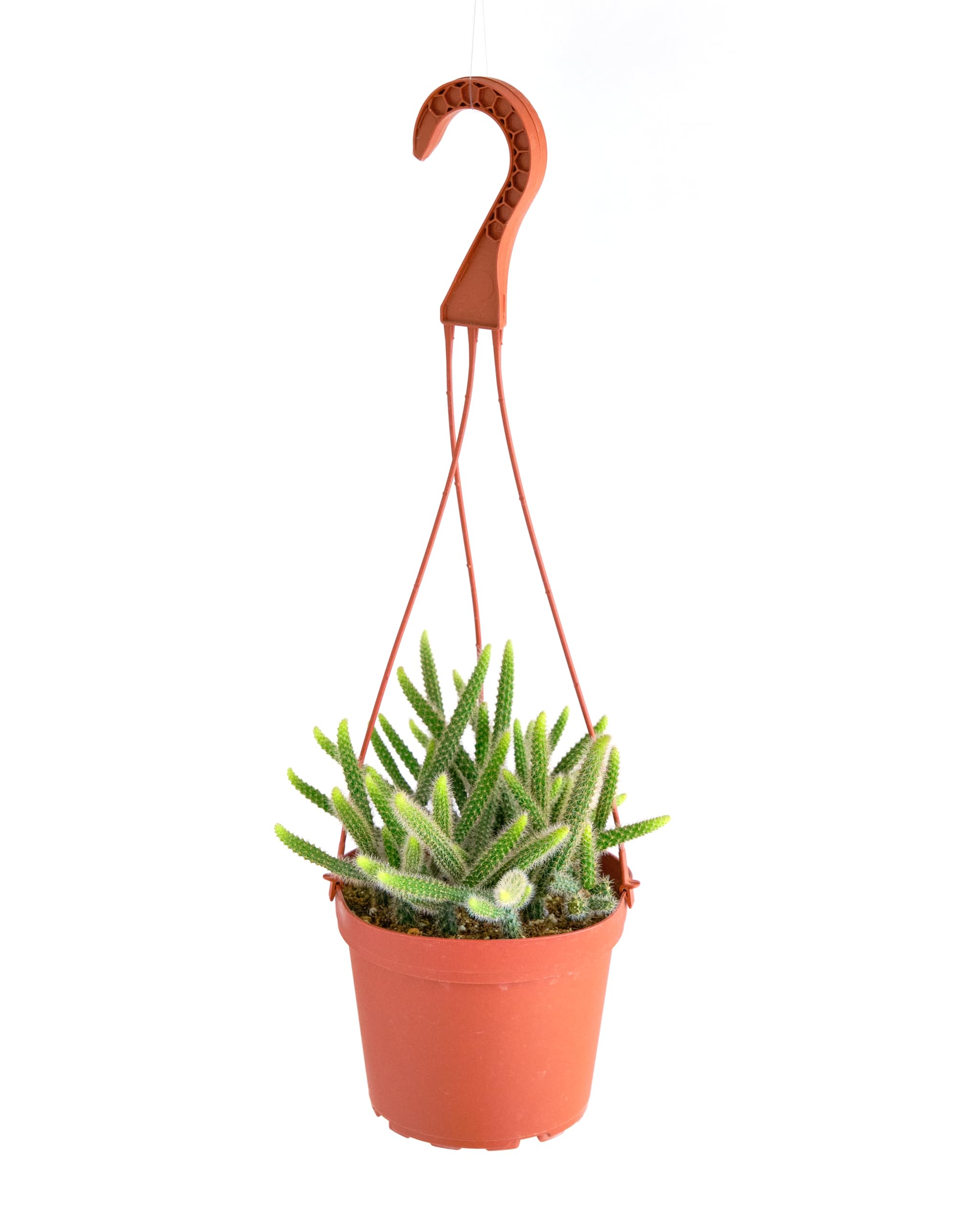 Shop Succulents Rat Tail Cactus (6")