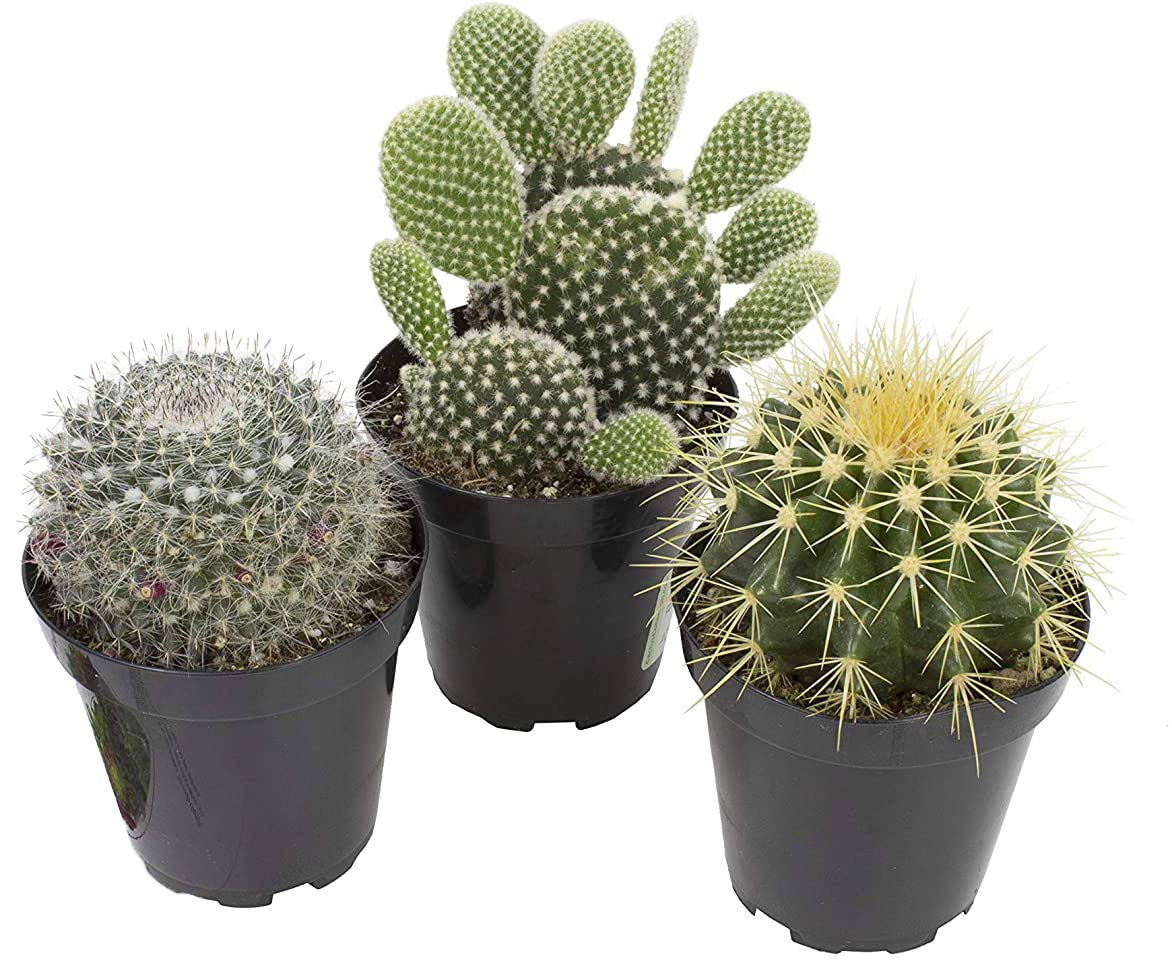 Altman Assorted Cactus 3-Pack