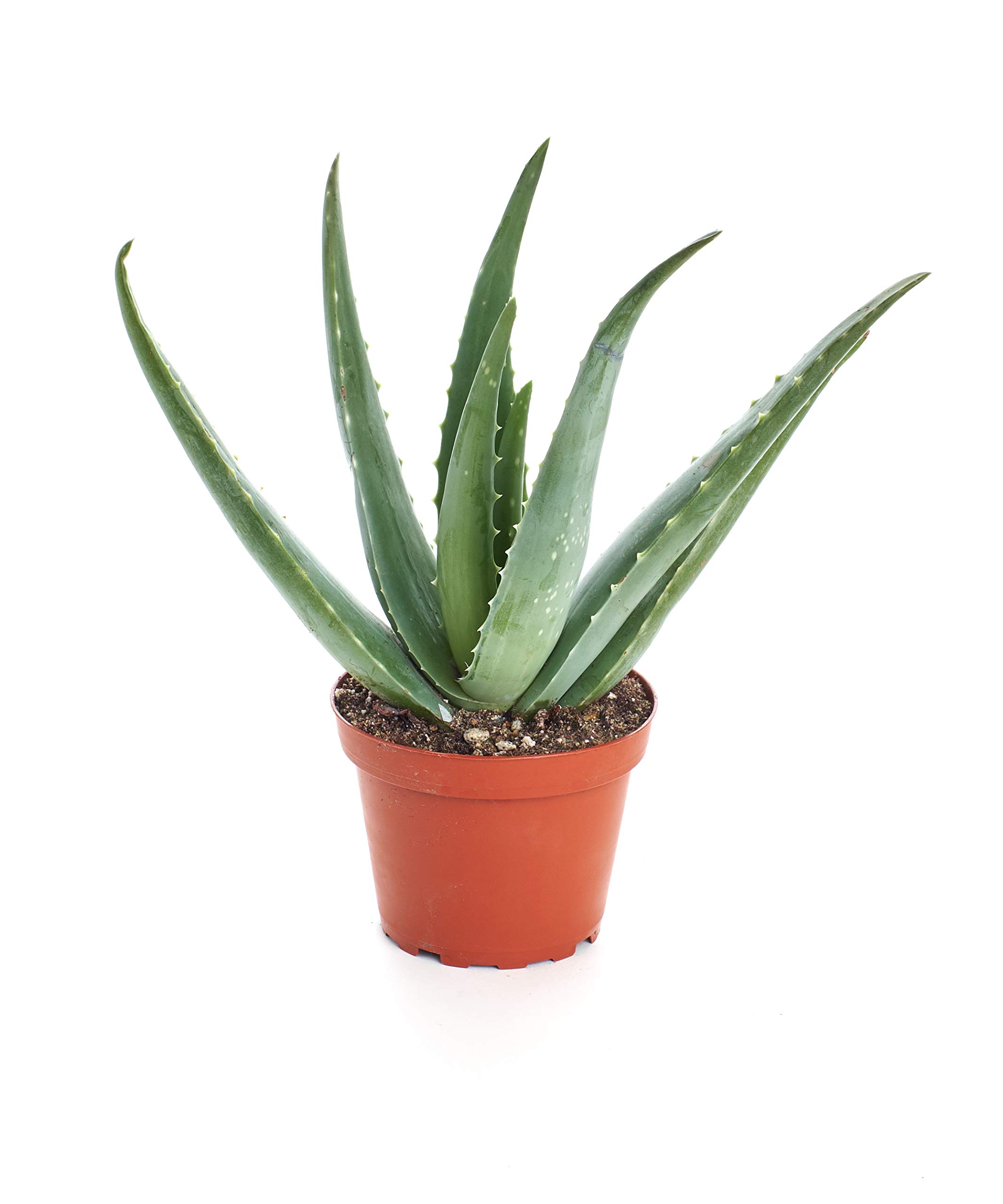 Shop Succulents Aloe Vera (4" pot)