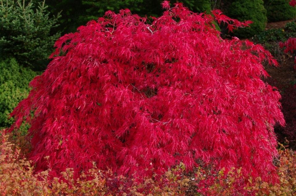 Scarlet Princess Japanese Maple