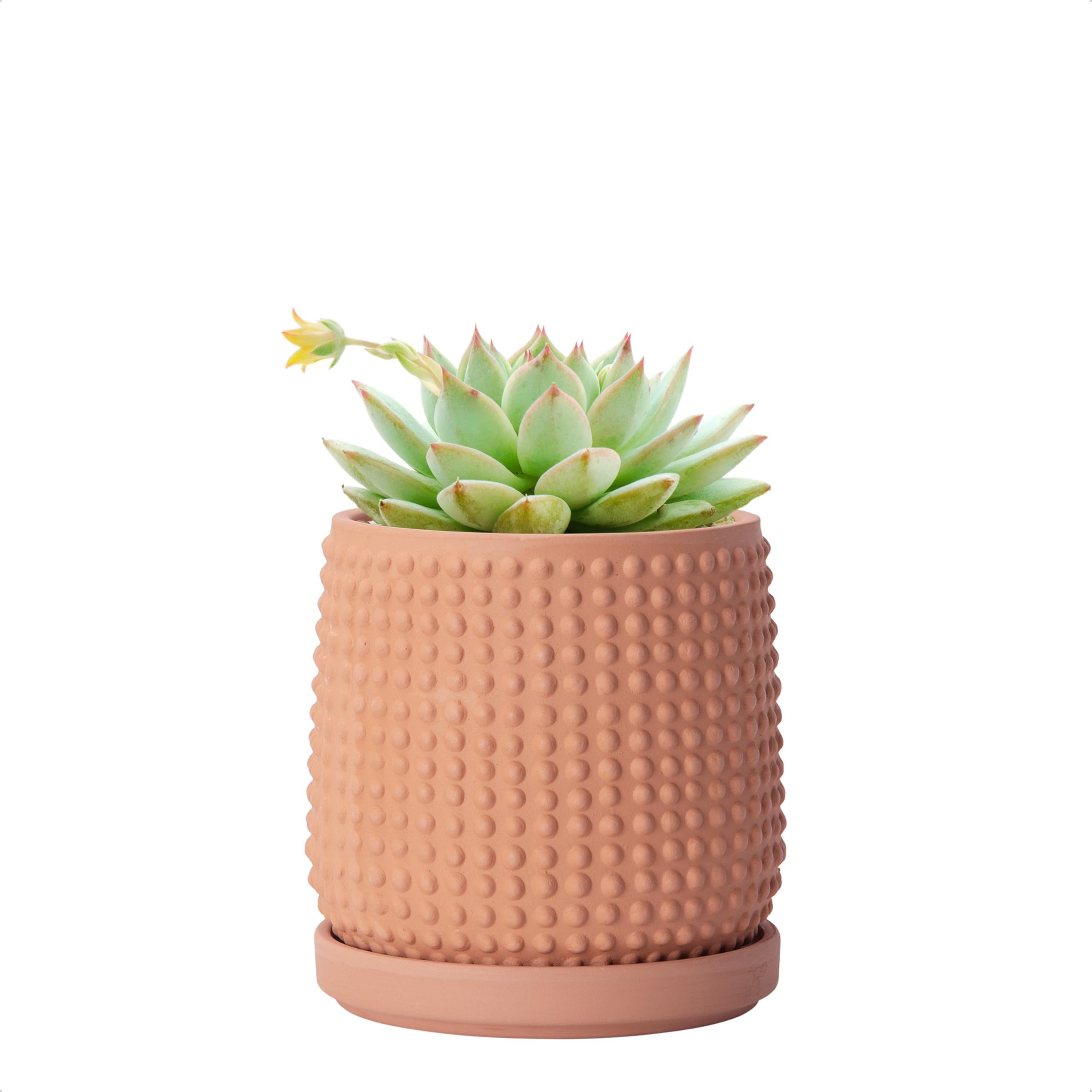 D'vine Dev Terracotta Beaded Planter