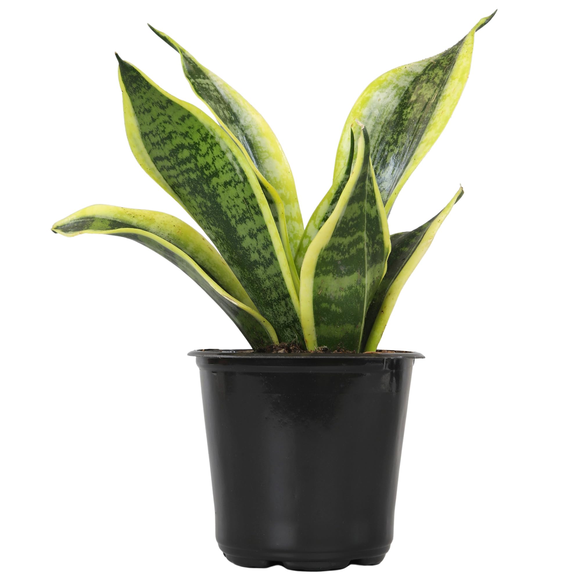 Altman Plants Sansevieria Superba