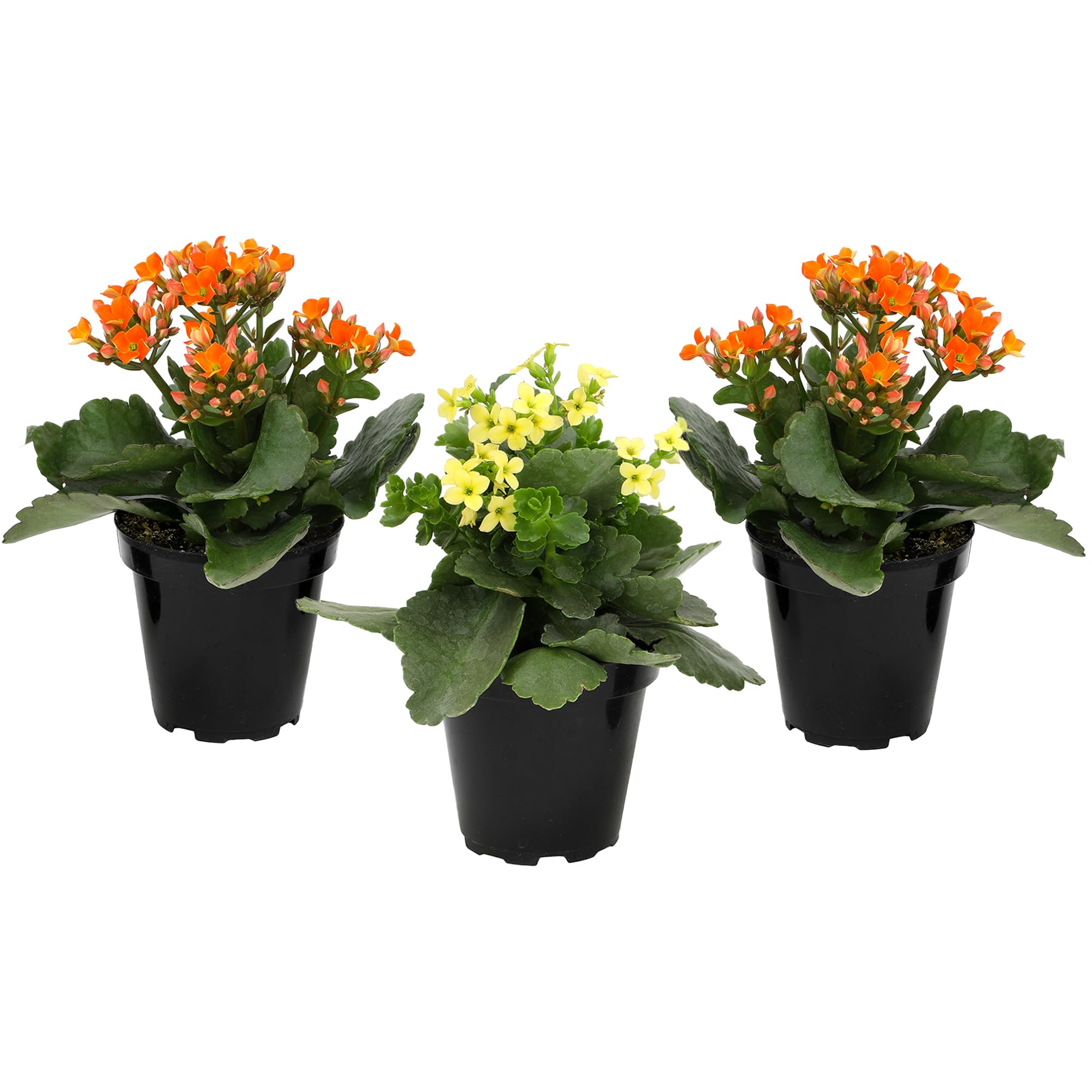 Florist Kalanchoe 3-Pack
