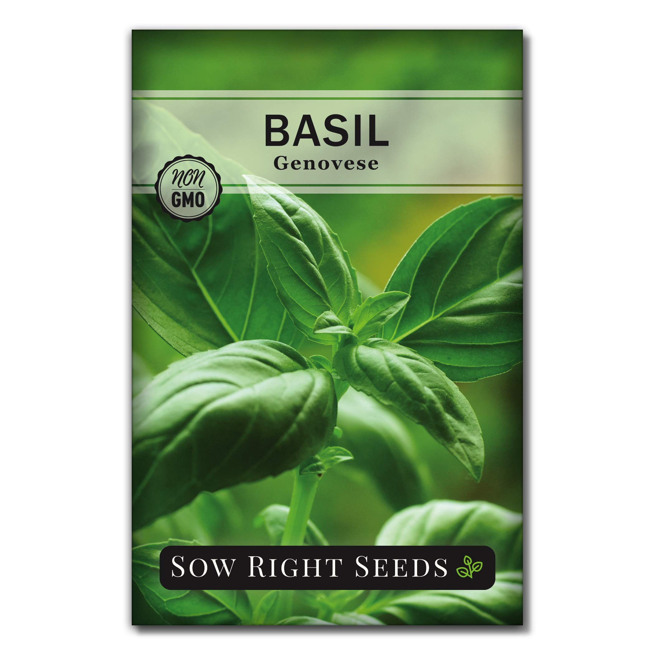Sow Right Seeds Genovese Sweet Basil