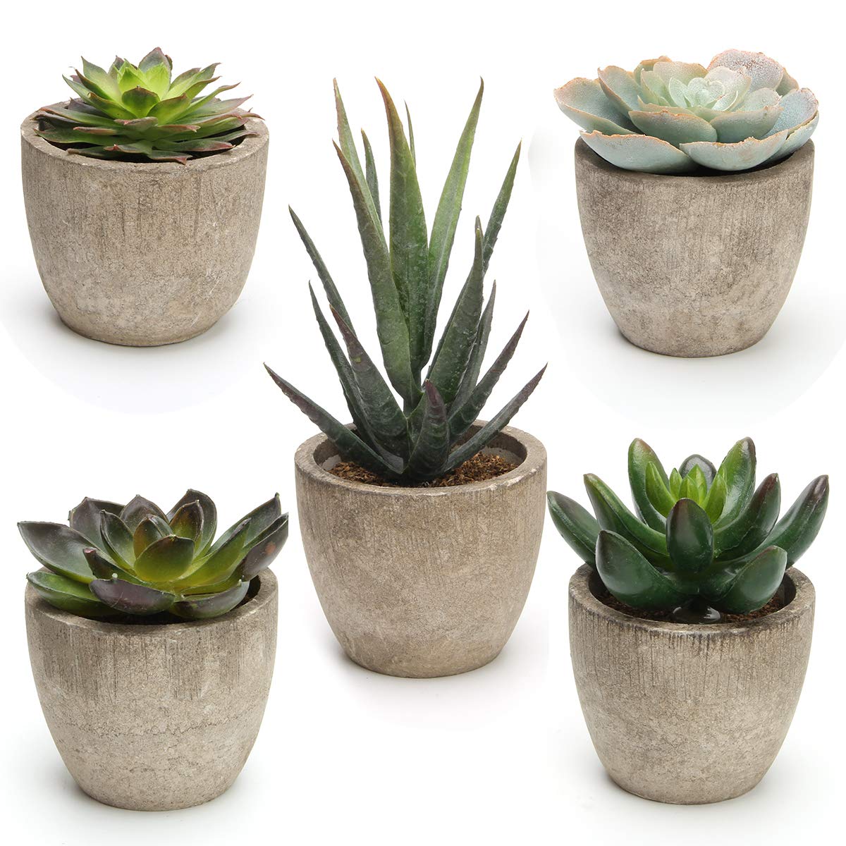 Coitak Artificial Succulents Set of 5