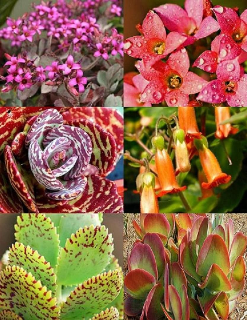 Kalanchoe Variety Mix Seeds (20)