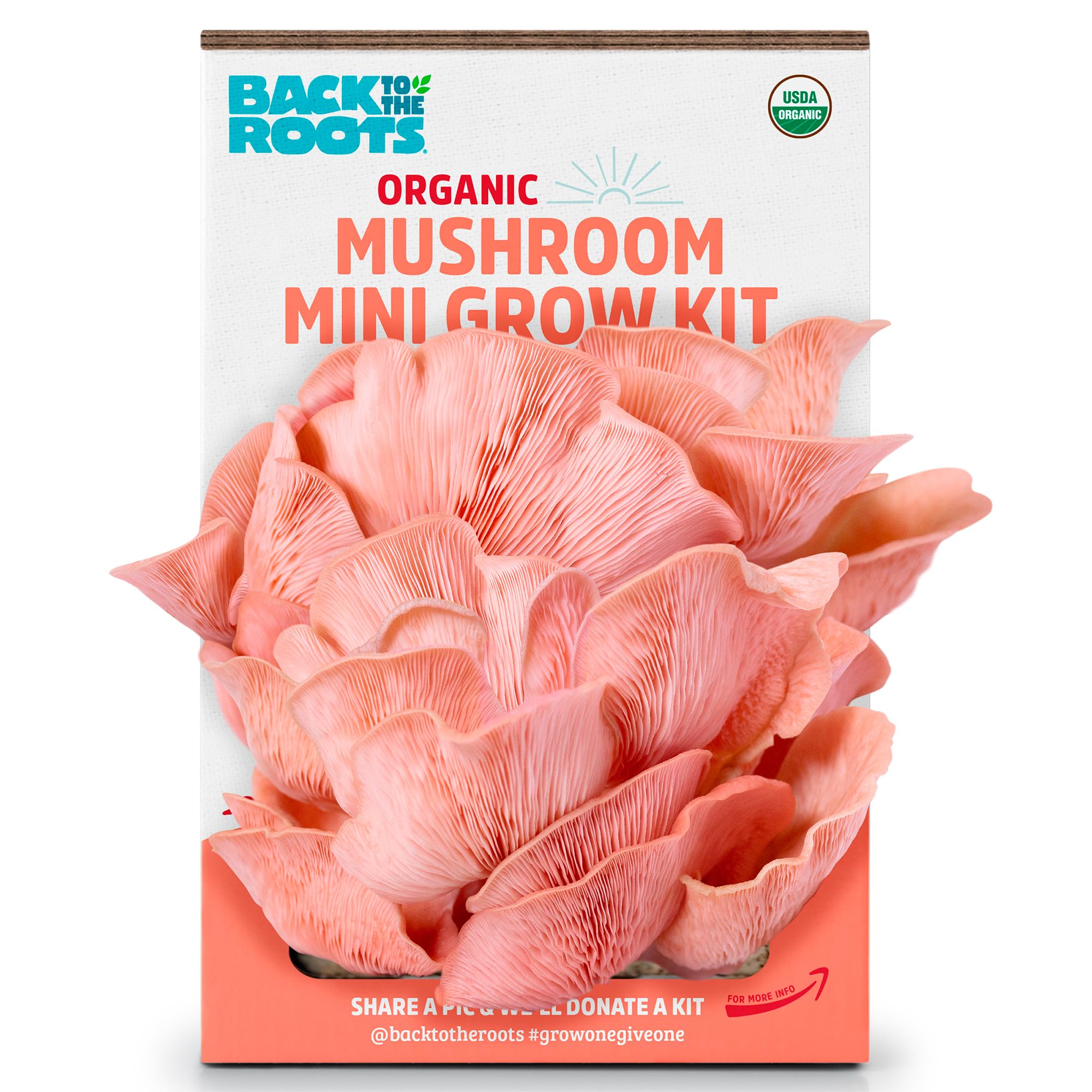 Back to the Roots Pink Mini Mushroom Grow Kit