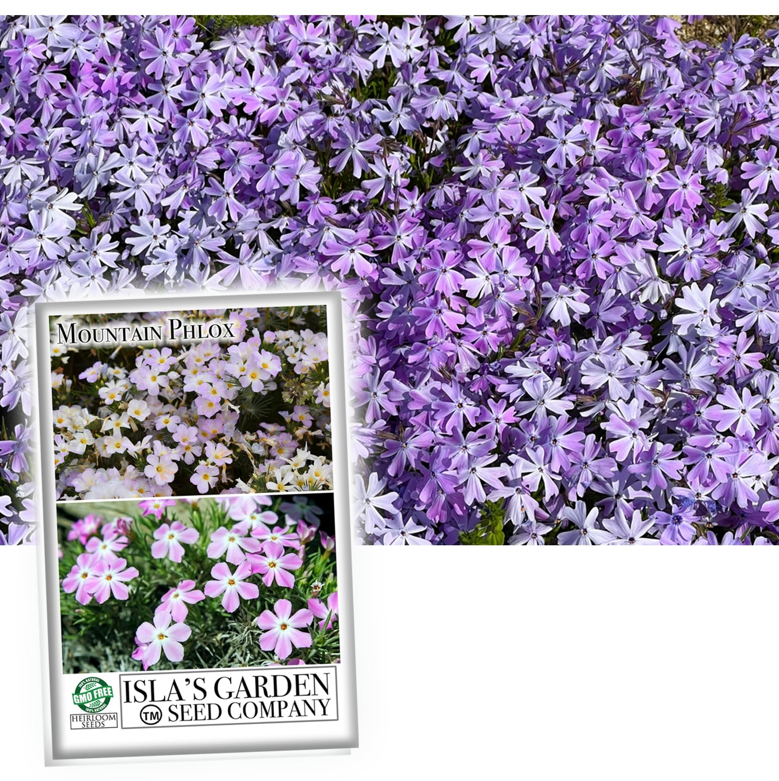 Isla's Garden Mountain Phlox (Phlox austromontana)
