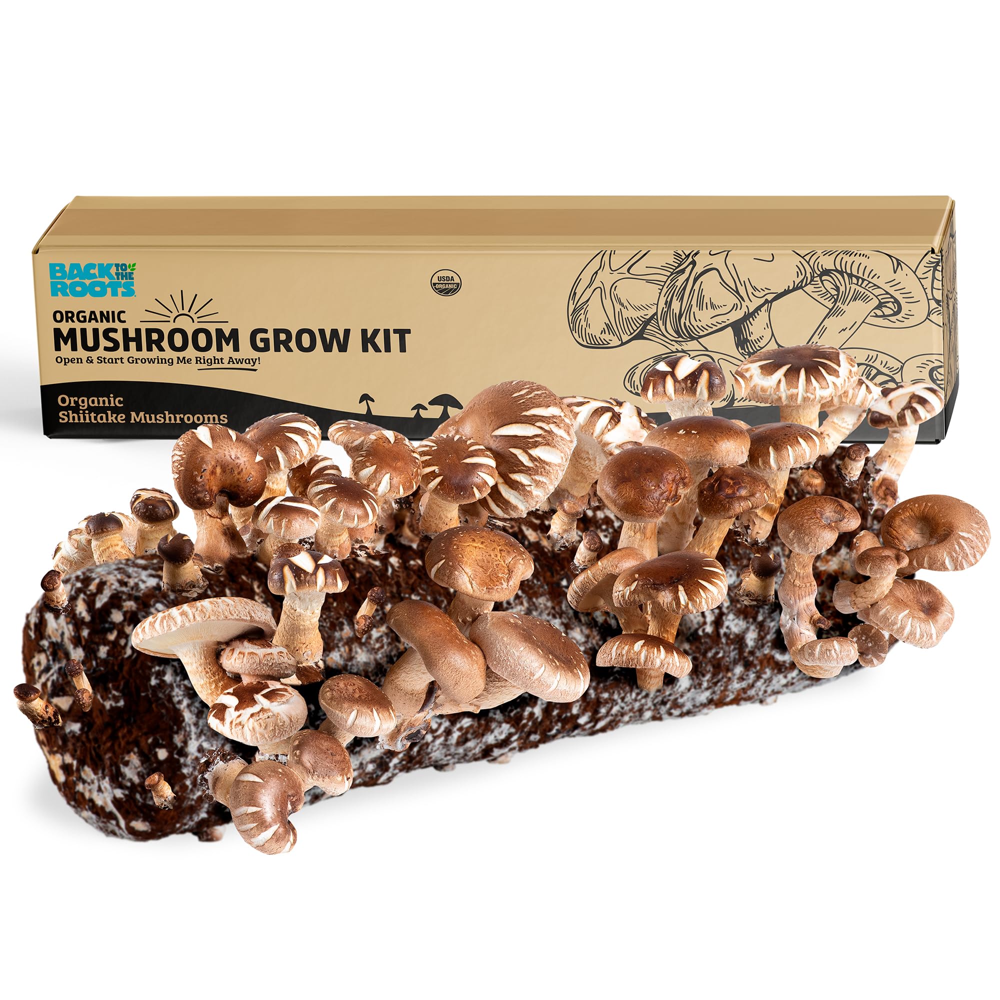 Back to the Roots Shiitake Mushroom Kit