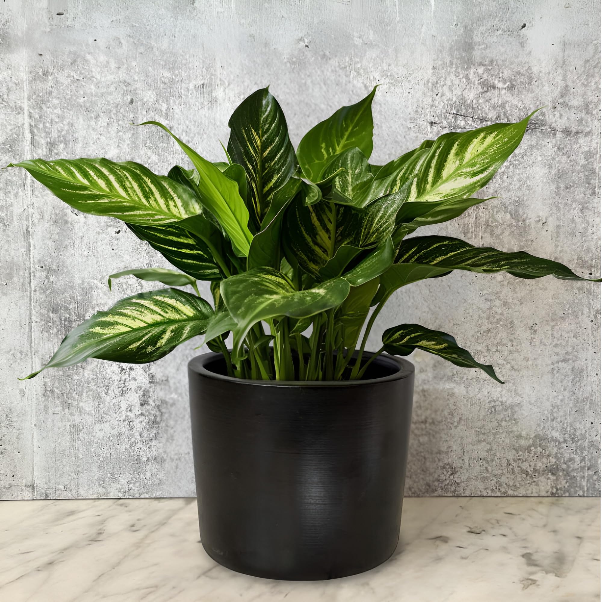 Willowy 6" Matte Black Ceramic Planter
