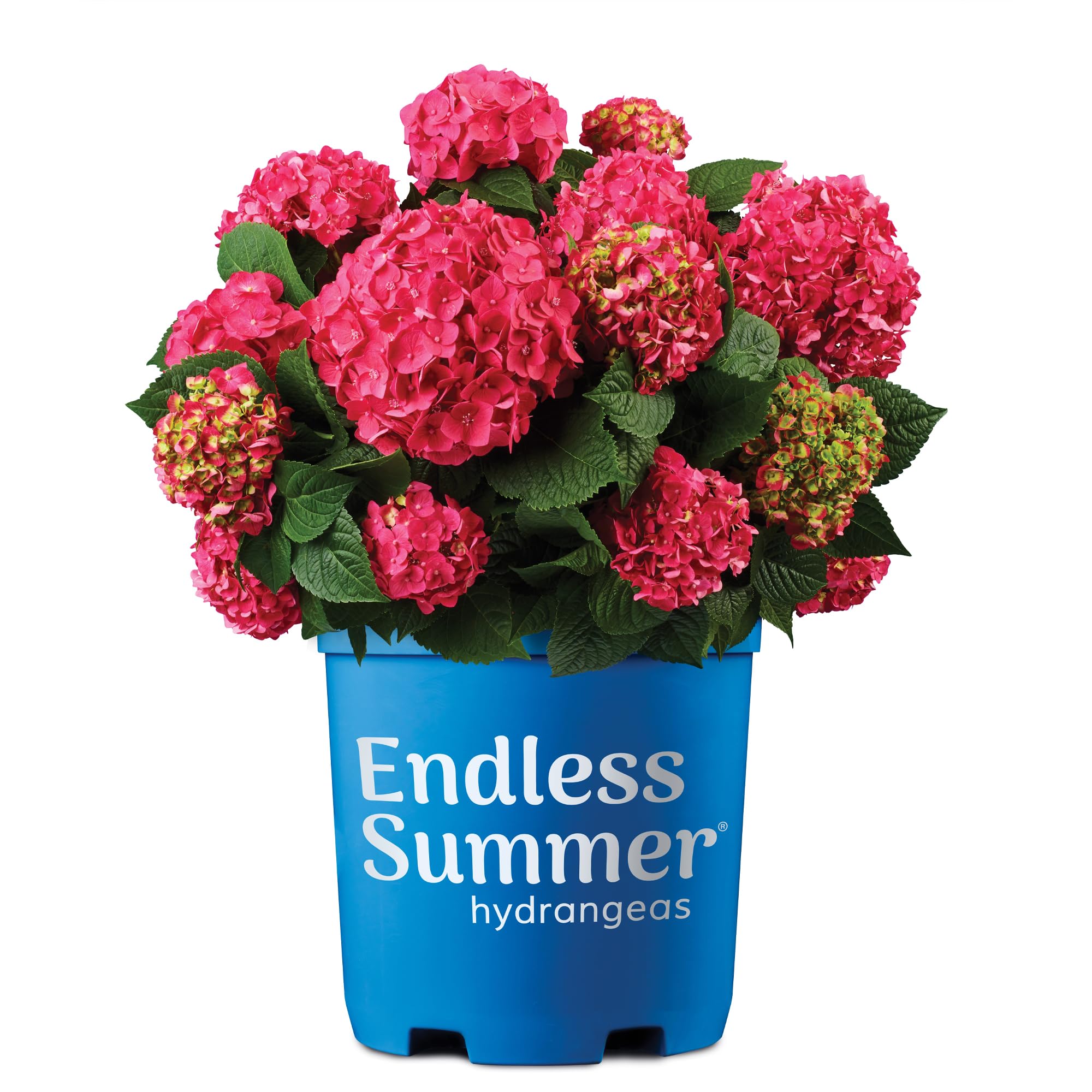 Endless Summer Summer Crush Hydrangea