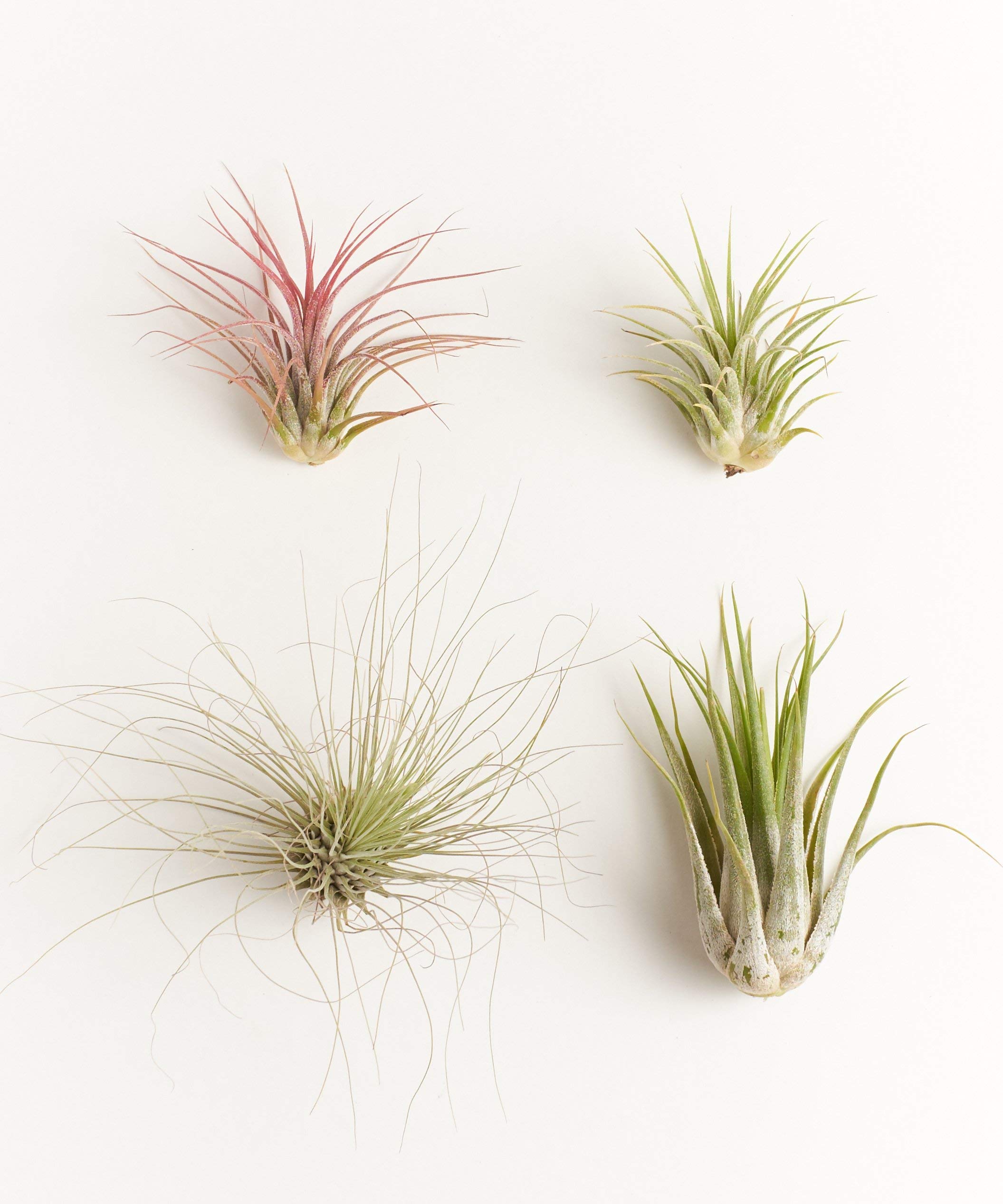 Assorted Air Plants (4-Pack)