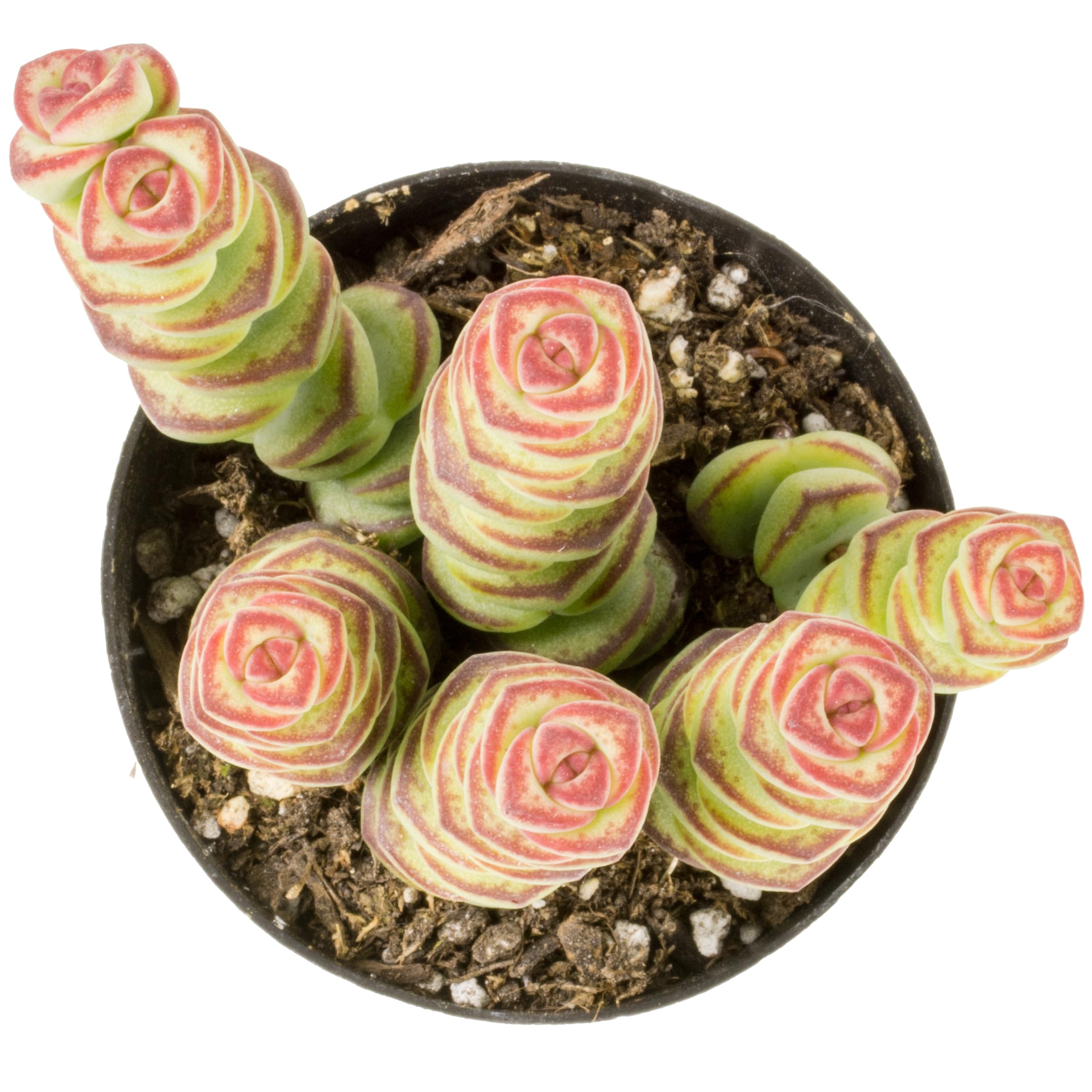 Altman Plants Crassula Rupetris 'Baby's Necklace'