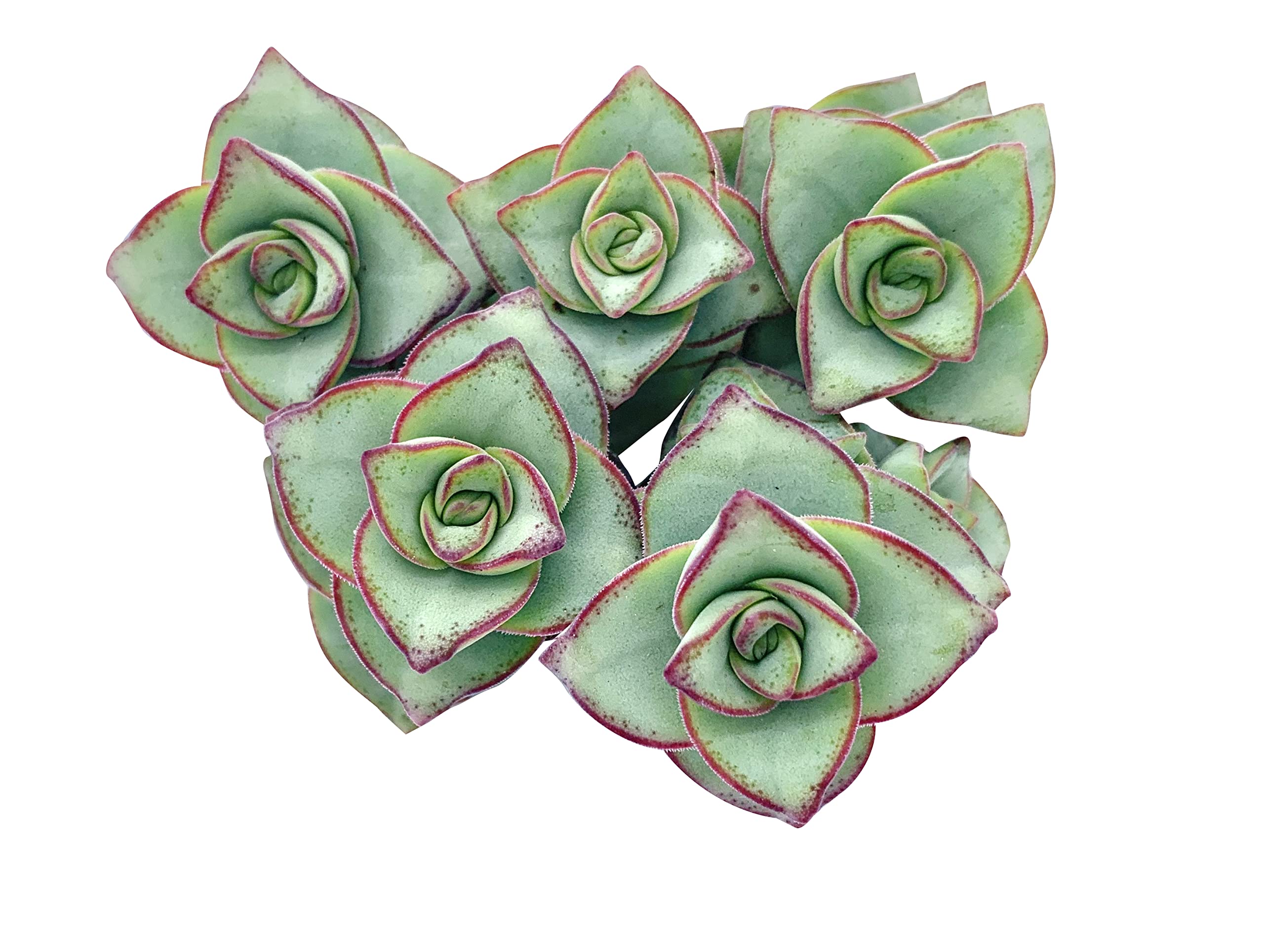 The Succulent Cult Crassula Perforata Cuttings (3-Pack)