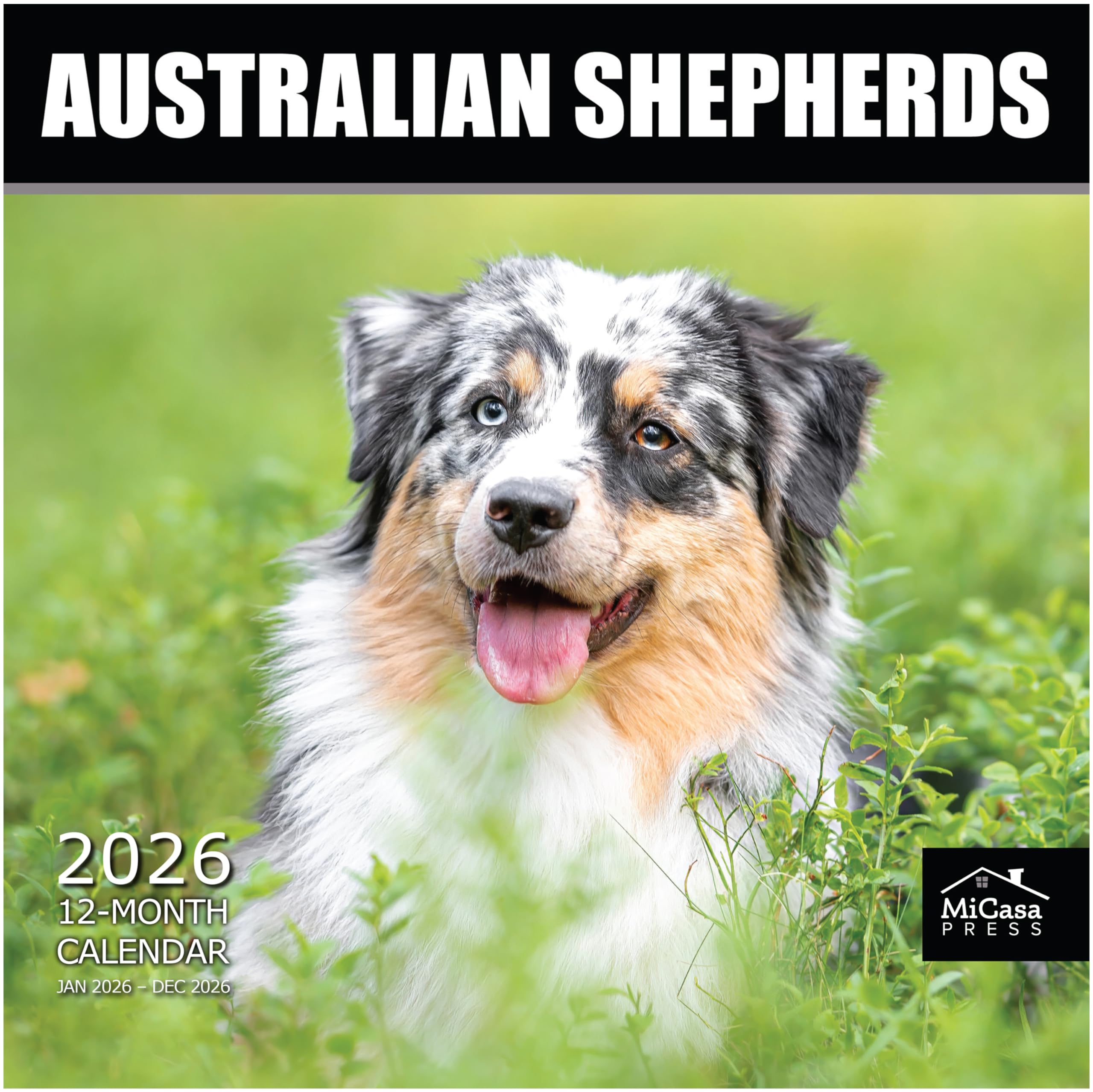 MiCasa Australian Shepherds 2026 Calendar