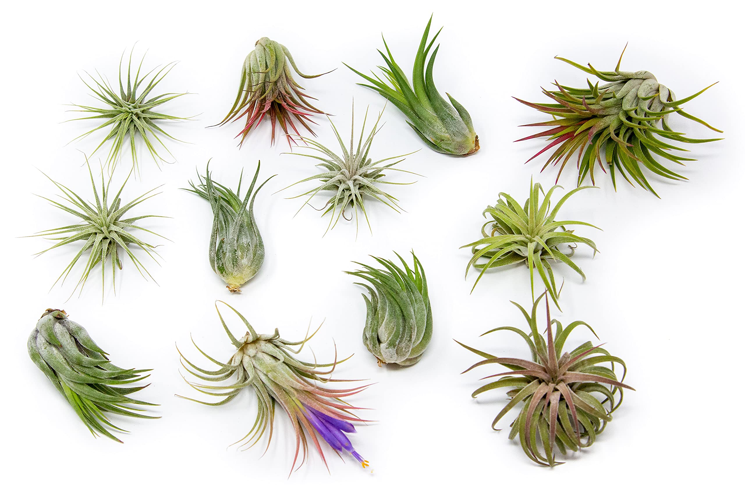 Air Plant Shop Tillandsia 12-Pack