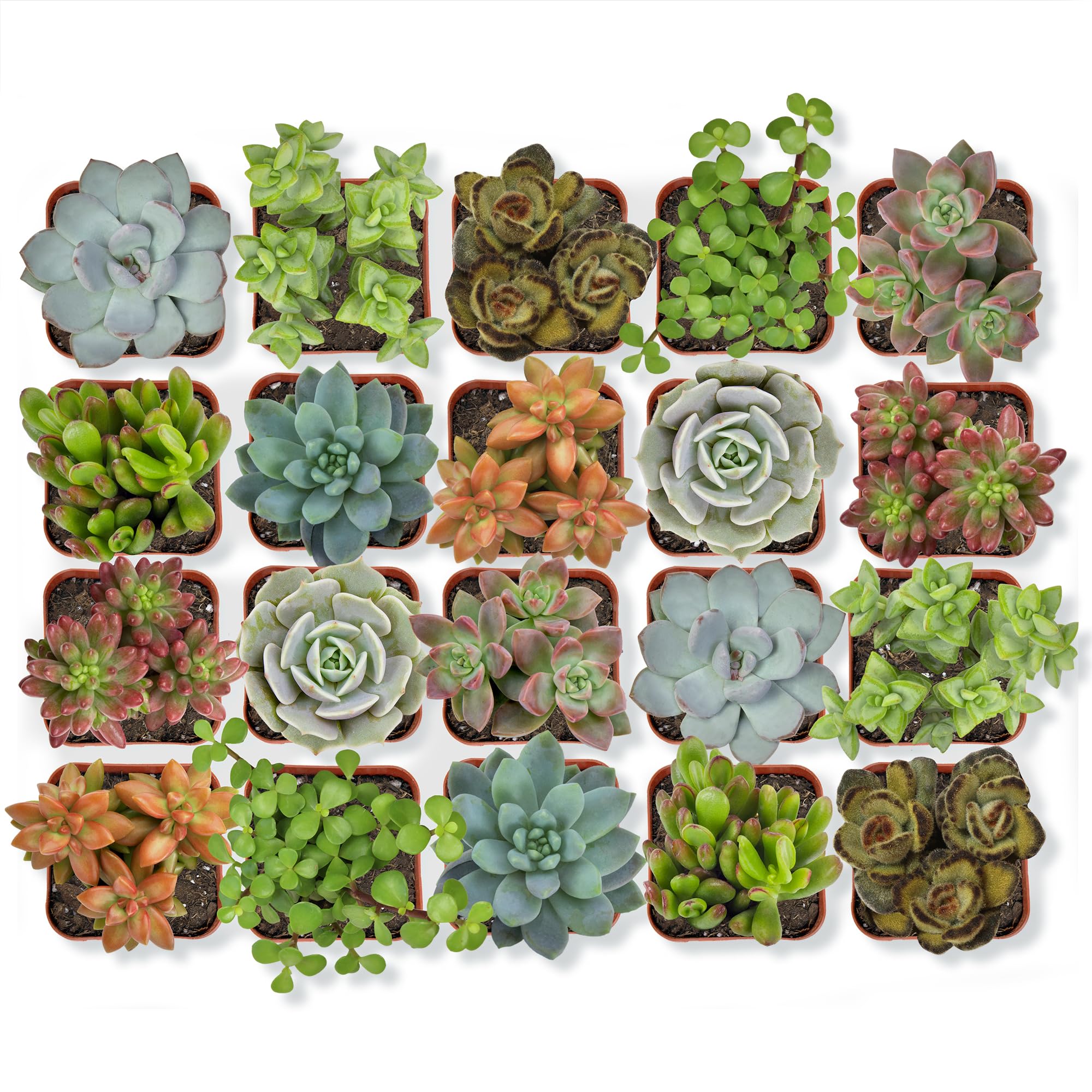 Altman 20-Pack Assorted Succulents