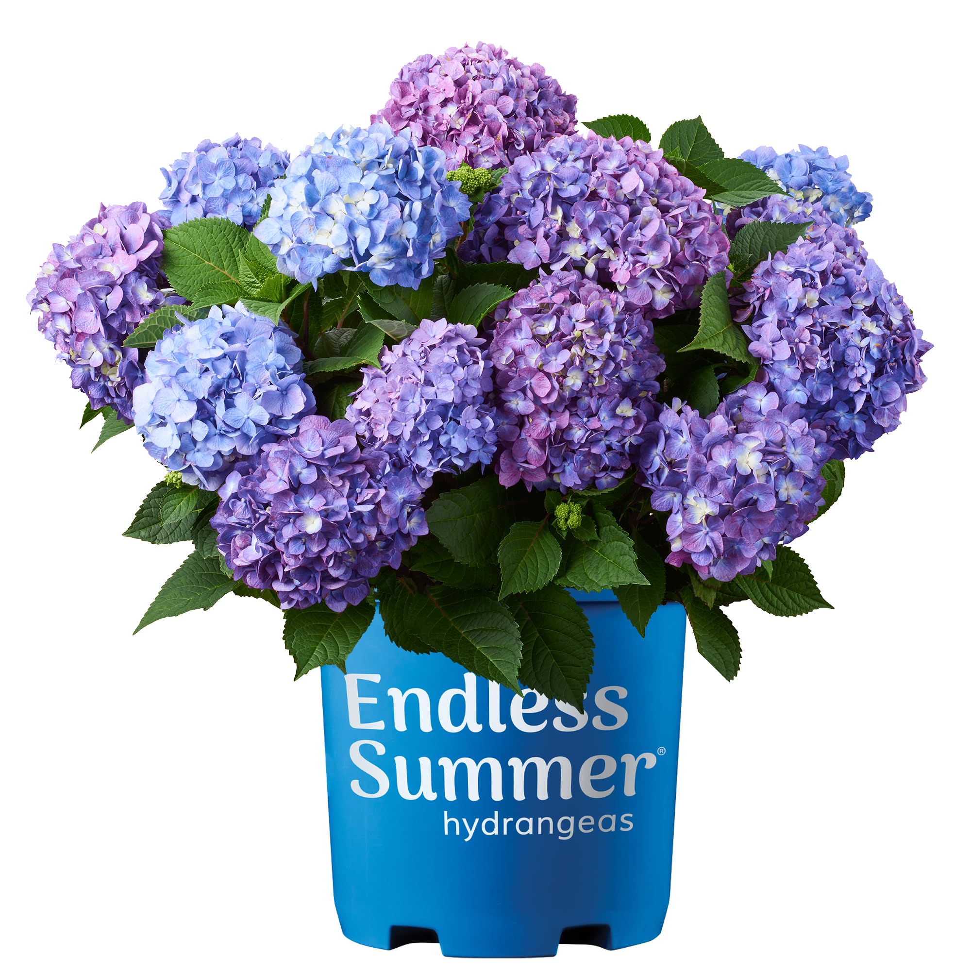 Endless Summer Bloomstruck Hydrangea