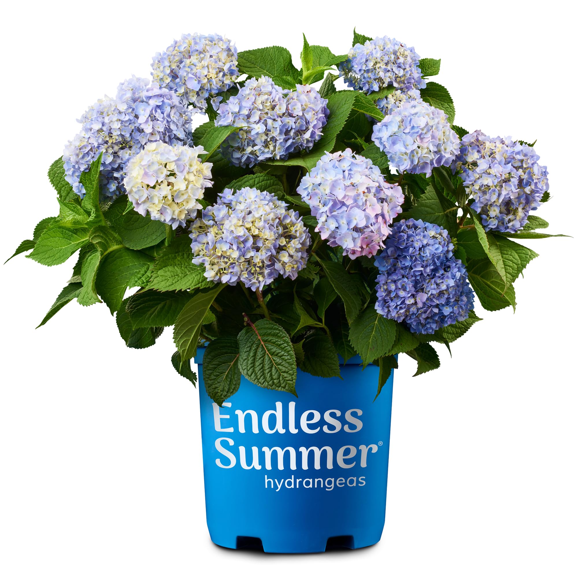 Endless Summer Original Hydrangea
